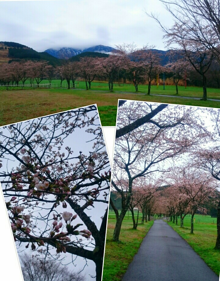 2015.4.6　桜