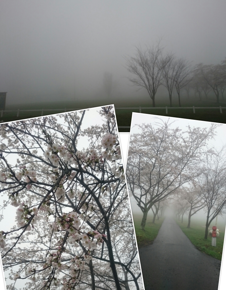 2015.4.7　桜