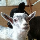赤ちゃんヤギデビュー 赤ちゃんヤギデビュー