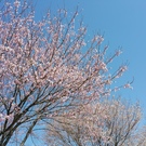 桜の開花始まりました!! 桜の開花始まりました!!