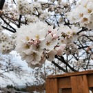 桜8分咲き!!(^○^) 桜8分咲き!!(^○^)